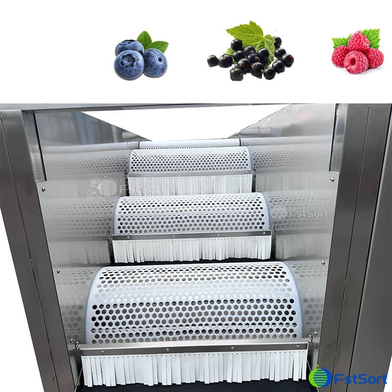 images/1763359906450blueberry sorting 1.jpg